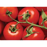 Семена помидоров купить Украина