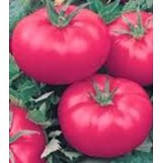 Семена томатов Denis (США) фото