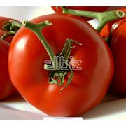 Семена томатов ранних сортов купить Одесса. фото
