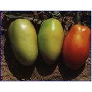 Семена томатов ISI 8031 F1