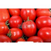 Семена томатов помидоров Интерфлора Украина. Купить семена