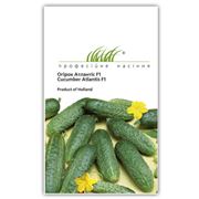 Семена огурцов АТЛАНТИС Атлантіс F1 - професійне вирощування овочі огірки