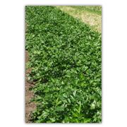 Семена петрушки листовой ГІГАНТ ДЕ ІТАЛІЯ - професійне вирощування овочі петрушка листова