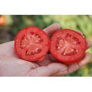 Семена томатов детерминантных для комбайновой уборки и свежего рынка купить цена фото семена помидор семена