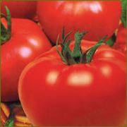 Семена. Семена томатов детерминантных. Купить семена. фото