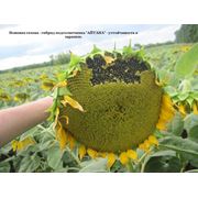 Семена " Айтана " подсолнечник простой гибрид с высокой устойчивостью к заразихе (рассы А-Е)