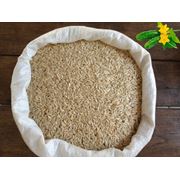 Продам семена огурца гибрида хорошего качества фото