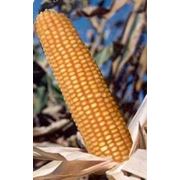 семена гибрида кукурузы Порумбень 212 СВ