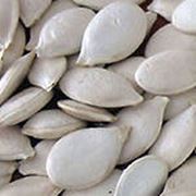 Семена тыквы сорт "Сероволжская"