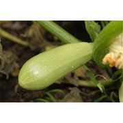 Кабачок семена Интерфлора Украина. Купить семена кабачков фотография