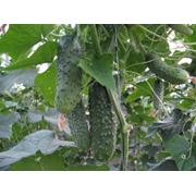 Семена новых огурцов “Гуннар“ “Седрик“ фото