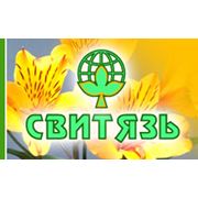 Семена зеленых культур Новая Каховка фото