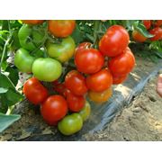 Семена томата ФАБИОЛА семена помидор купить в Украине семена купить семена купить цена фото фотография