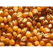Семена кукурузы для выращивания зерна и на силос фотография