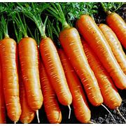Продам семена моркови "Флакийского типа"