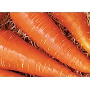 Семена моркови весовые Морковь Московская Зима