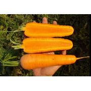 Семена моркови clause фото