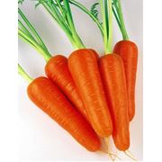 Семена моркови Шантане фото
