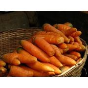 Семена моркови фото