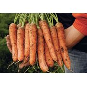 Морковь для открытого грунта Джоши РЦ