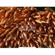 Семена моркови Интерфлора Украина. Большой выбор семян. Купить семена фотография