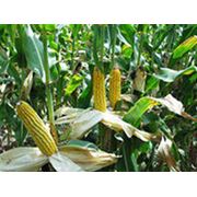 Семена кукурузы Элегия фотография