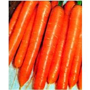 Семена моркови Нантес