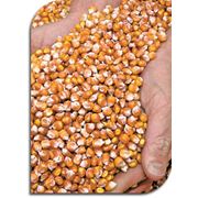 Кукуруза купить Семена кукурузы Украина фото