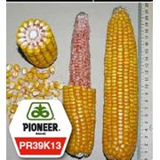 Кукуруза Пионер ПР39К13 / Pioneer PR39К13 ФАО 220