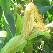 Новый гибрид кукурузы (P8529) компании PIONEER семена кукурузы