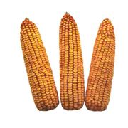 Семена гибрида кукурузы Артемов 280 СВ