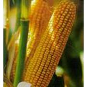 Семена кукурузы Любава фото