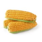 Семена кукурузы Любава 279