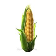 Семена кукурузы Кремень фото