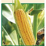 Гибрид кукурузы( НС-205)(купить Запорожье заказать Киев Полтава Житомер) фото