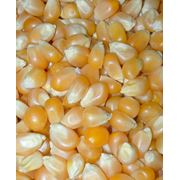 Семена кукурузы ЕСМ 601 х фото