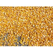 Семена кукурузы оптом семена кукурузы купить Ровно семена кукурузы Ровенская область семена кукурузы купить Украина фото