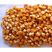 Семена кукурузы (Гибриды) фотография