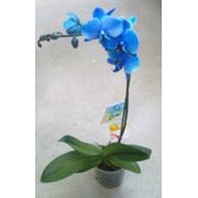 Орхидея (Фаленопсис) голубаяпродажапоставкареализациязаказать сейчасКиевУкраина фото