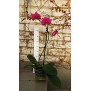 Phalaenopsis (Орхідея)9 фотография