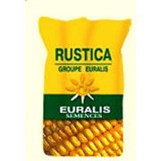 Семена кукурузы `Евростар`