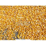Семена кукурузы Интерфлора Украина. Купить семена. фото