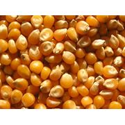 Семена кукурузы продажа Днепропетровск Украина