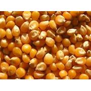 Семена кукурузы в Украине Купить Цена Фото фото