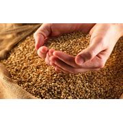 Оптовые поставки пшеницы