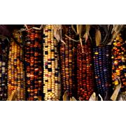 Семена кукурузы от производителя фото
