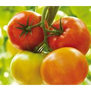 Ассортимент семян томатов для стеклянных теплиц фото
