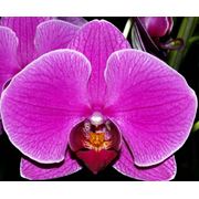 Орхидея фаленопсис фиолетовая фото