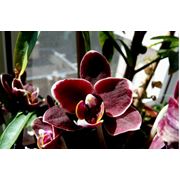 Орхидеи декоративные Фаленопсис фото