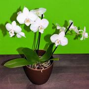 Эпифитная орхидея фото
